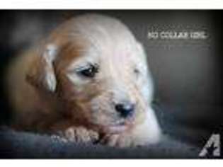 Goldendoodle Puppy for sale in LIGONIER, IN, USA