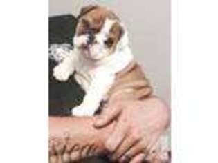 Mutt Puppy for sale in MASSILLON, OH, USA
