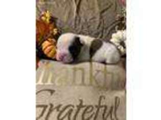 French Bulldog Puppy for sale in Ranburne, AL, USA