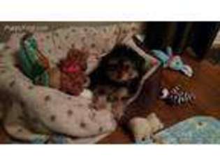 Yorkshire Terrier Puppy for sale in Watertown, NY, USA