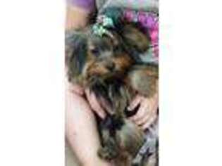 Yorkshire Terrier Puppy for sale in MEBANE, NC, USA