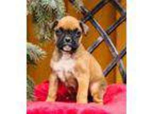 Boxer Puppy for sale in Opelousas, LA, USA