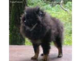 Pomeranian Puppy for sale in Wilkes Barre, PA, USA