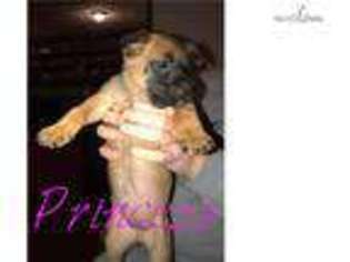 Belgian Malinois Puppy for sale in Asheville, NC, USA