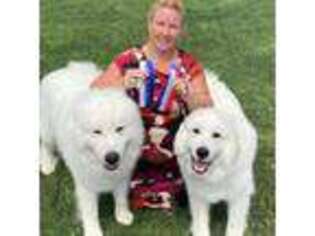 Great Pyrenees Puppy for sale in Apple Valley, CA, USA