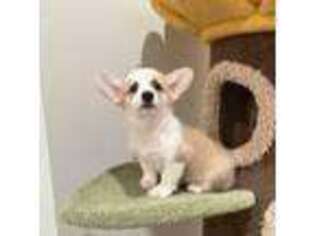 Pembroke Welsh Corgi Puppy for sale in West Covina, CA, USA