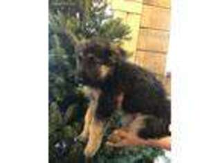 German Shepherd Dog Puppy for sale in Rainelle, WV, USA