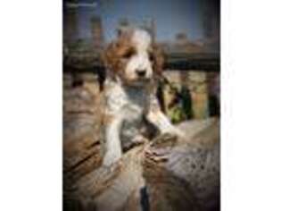 Goldendoodle Puppy for sale in Cheyenne, WY, USA