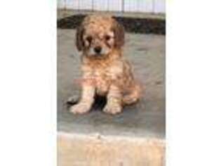 Cavapoo Puppy for sale in Chickasha, OK, USA