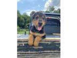 Airedale Terrier Puppy for sale in Pembroke, KY, USA