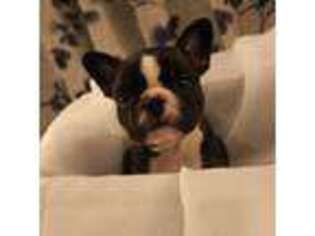 French Bulldog Puppy for sale in Bonneau, SC, USA