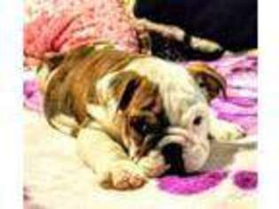 Bulldog Puppy for sale in Berwyn, PA, USA