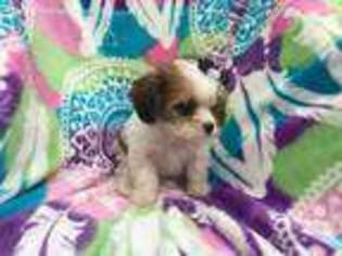 Cavachon Puppy for sale in Peach Bottom, PA, USA