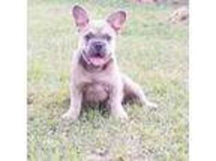 French Bulldog Puppy for sale in Winnebago, IL, USA