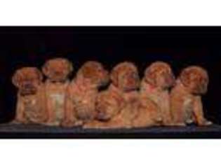 American Bull Dogue De Bordeaux Puppy for sale in HUNTSVILLE, AR, USA