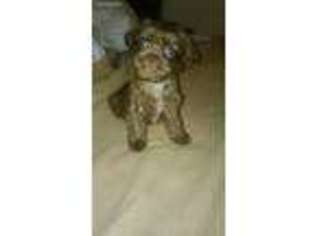 Shorkie Tzu Puppy for sale in Jonesboro, GA, USA