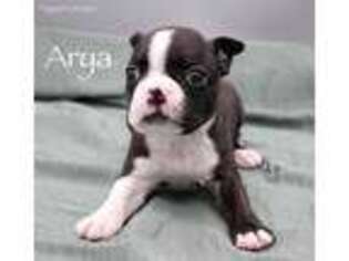 Boston Terrier Puppy for sale in Fort Bragg, CA, USA