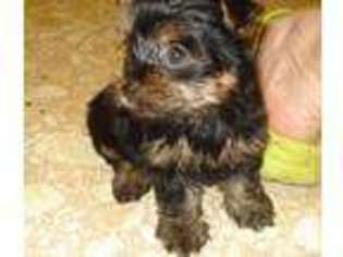 Yorkshire Terrier Puppy for sale in Lexington, NC, USA