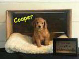 Goldendoodle Puppy for sale in Cresco, IA, USA