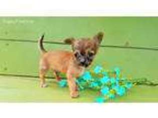 Chihuahua Puppy for sale in Pottersville, MO, USA