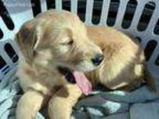 Golden Retriever Puppy for sale in High Point, NC, USA