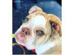 Bulldog Puppy for sale in Peabody, MA, USA