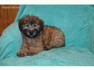 Soft Coated Wheaten Terrier Puppy for sale in Millersburg, IN, USA