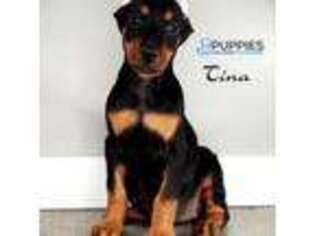 Doberman Pinscher Puppy for sale in Corning, CA, USA