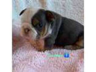 Bulldog Puppy for sale in Pico Rivera, CA, USA