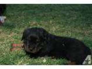 Rottweiler Puppy for sale in BUCKEYE, AZ, USA