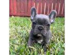 French Bulldog Puppy for sale in Cameron, TX, USA