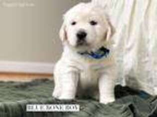 Golden Retriever Puppy for sale in Blue Ridge, GA, USA