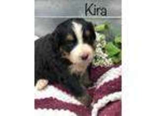 Bernese Mountain Dog Puppy for sale in Geneva, NY, USA