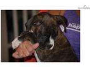 Boxer Puppy for sale in Abilene, TX, USA
