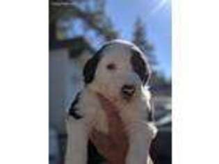 Old English Sheepdog Puppy for sale in Big Bear Lake, CA, USA