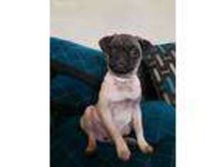 Pug Puppy for sale in Warfield, KY, USA