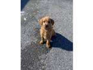 Labradoodle Puppy for sale in Womelsdorf, PA, USA