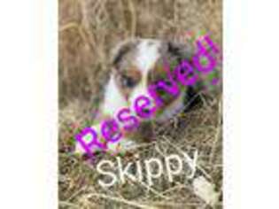 Miniature Australian Shepherd Puppy for sale in Bethel Springs, TN, USA