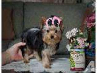 Yorkshire Terrier Puppy for sale in PORTER, TX, USA
