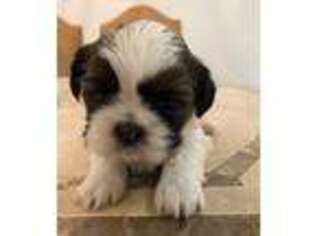Mutt Puppy for sale in Woodland Hills, CA, USA