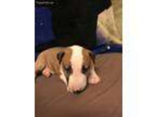 Bull Terrier Puppy for sale in Citrus Heights, CA, USA