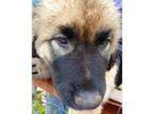 Mutt Puppy for sale in Everson, WA, USA