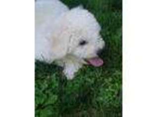 Bichon Frise Puppy for sale in Ossining, NY, USA