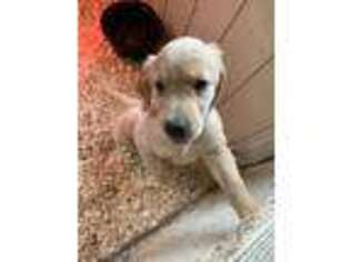 Golden Retriever Puppy for sale in Eastampton, NJ, USA