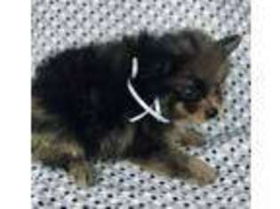 Pomeranian Puppy for sale in Gravois Mills, MO, USA