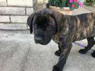 Mastiff Puppy for sale in Coppell, TX, USA
