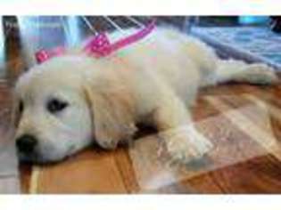Golden Retriever Puppy for sale in Fyffe, AL, USA