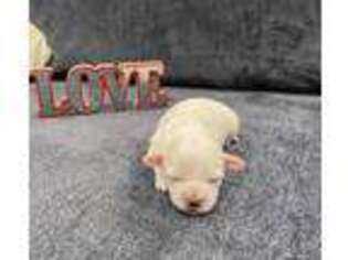 Coton de Tulear Puppy for sale in Kyle, TX, USA