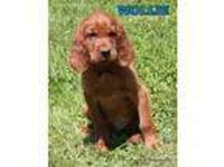 Irish Setter Puppy for sale in Excelsior Springs, MO, USA