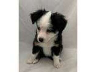 Miniature Australian Shepherd Puppy for sale in North Richland Hills, TX, USA